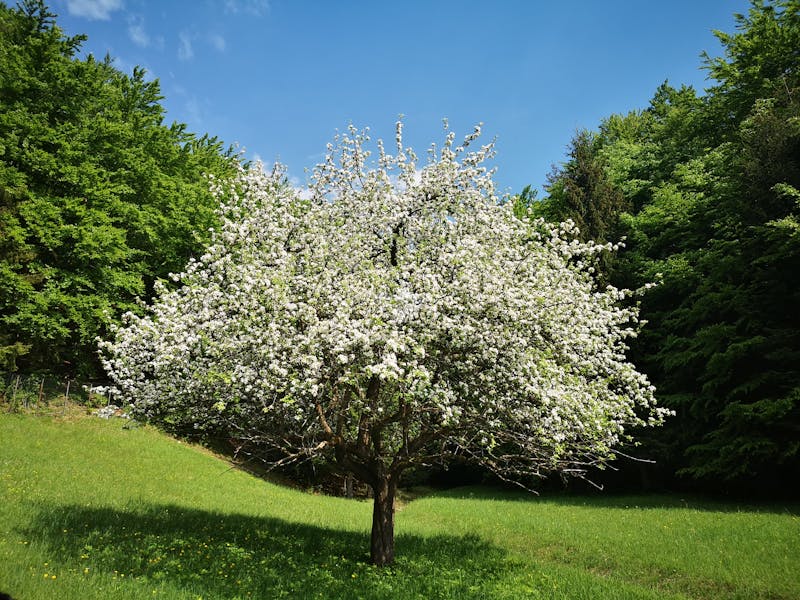 albero fiorito nuova mentalità
