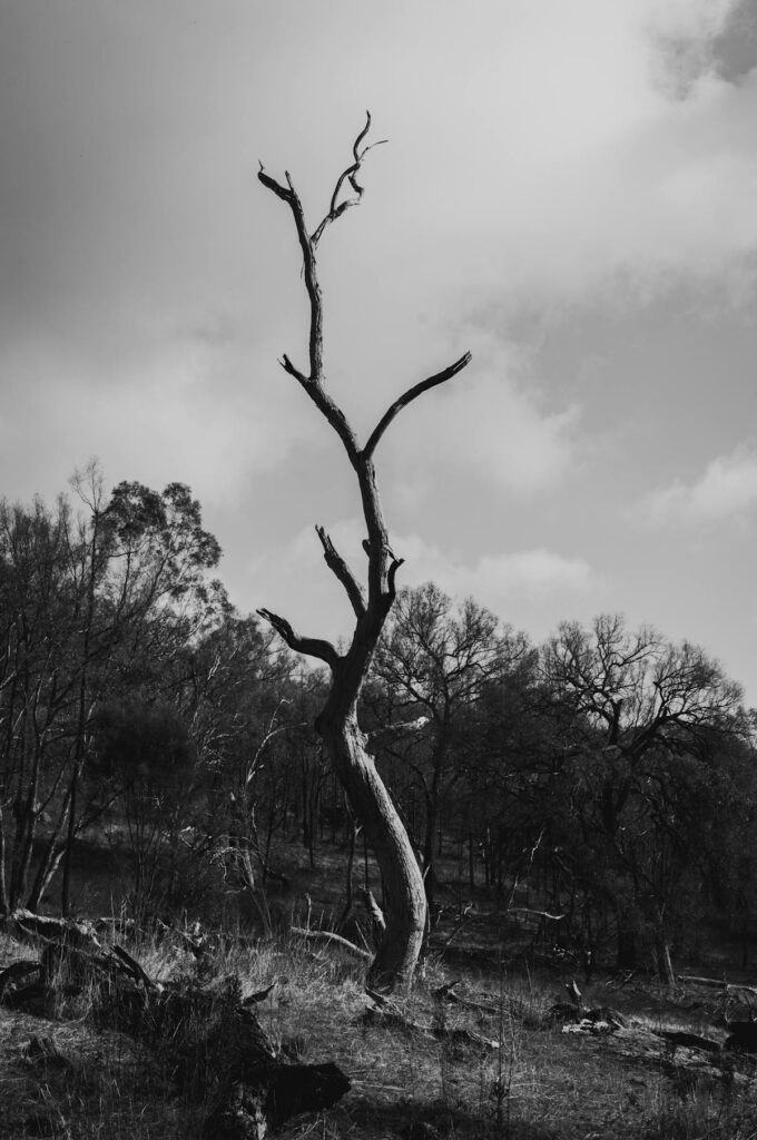 albero morto simboleggia mentalità vecchia